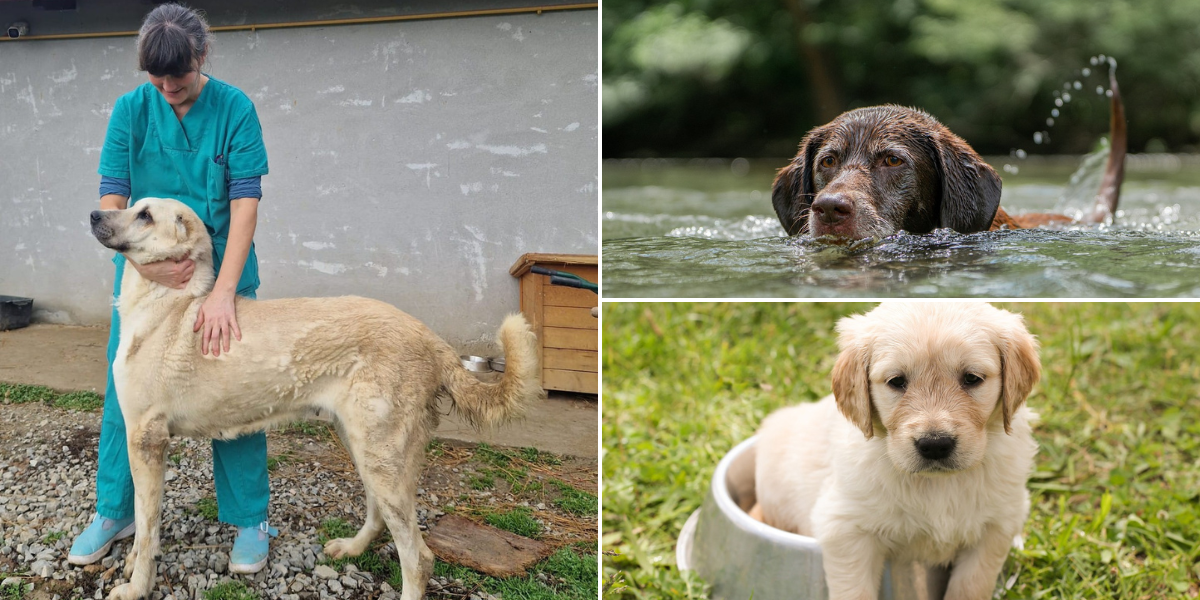 I NJIMA JE VRUĆE! Veterinarka podsjeća kako zaštititi životinje na ljetnoj žegi