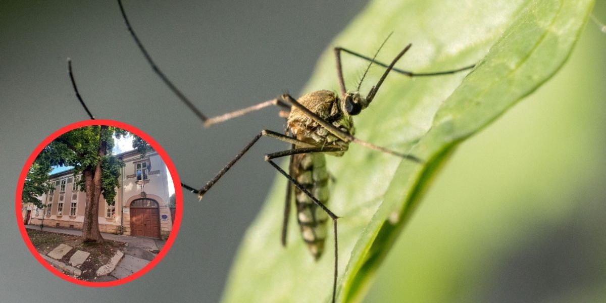 Virus Zapadnog Nila potvrđen u Hrvatskoj, evo kakva je situacija u BBŽ