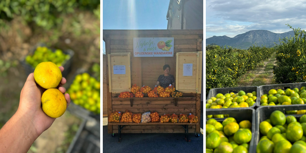 [FOTO] OPG Ciko: U Bjelovar i okolicu stigle prve ovogodišnje neretvanske mandarine