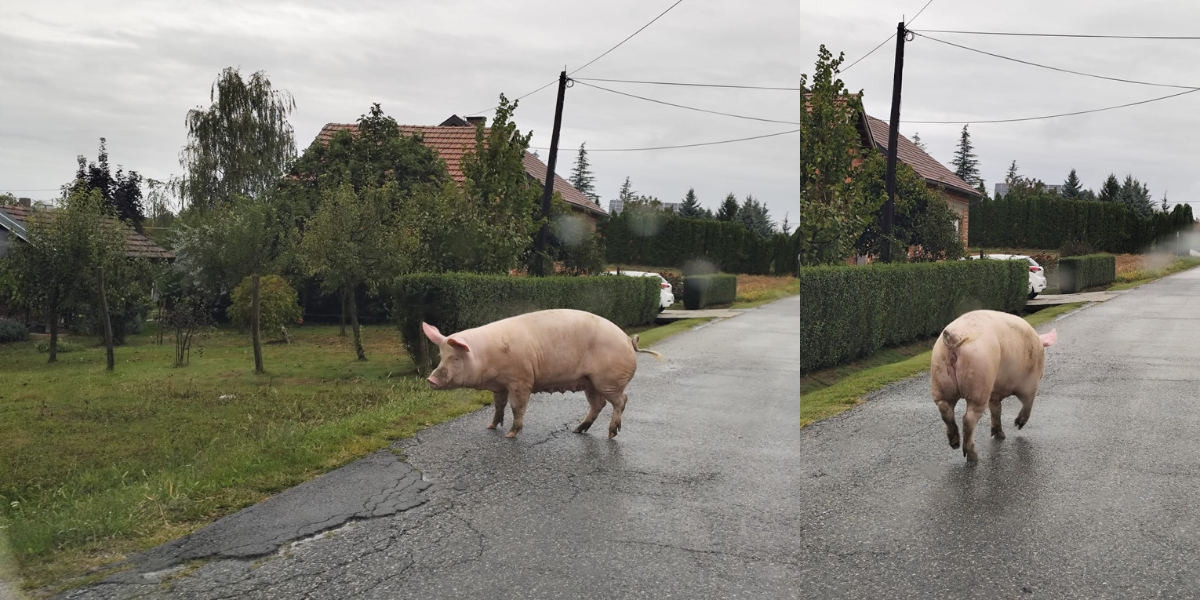 [FOTO] Tko je izgubio svinju? Izgubljena gica bezglavo luta po Gornjim Plavnicama