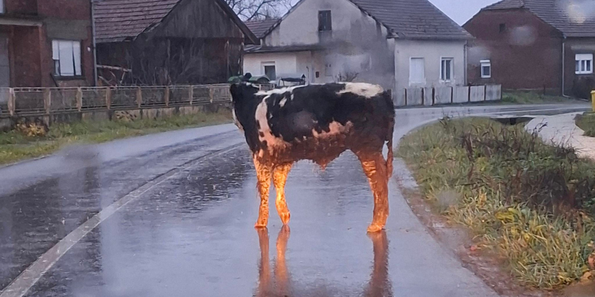 Neobičan prizor za dobro jutro: Krava na važnoj prometnici u okolici Bjelovara