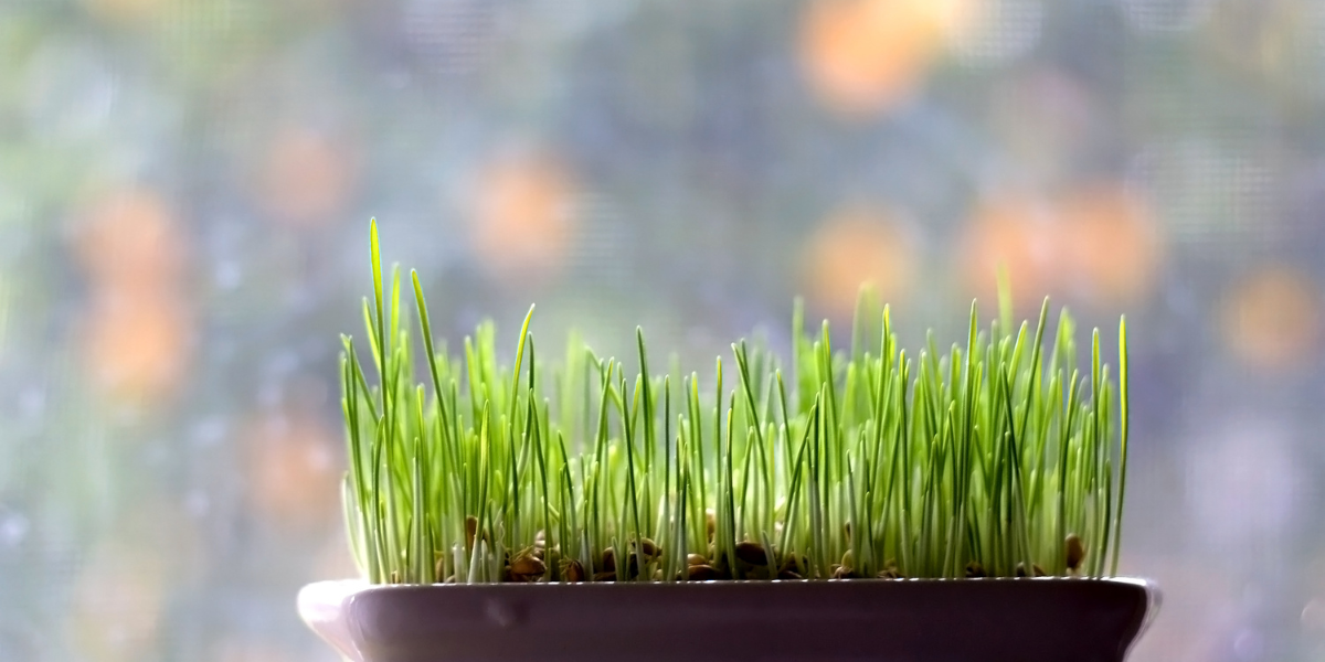 Pšenicu treba zalijevati, šišati i držati na svjetlu. No, agronom napominje da pripazite na ovo